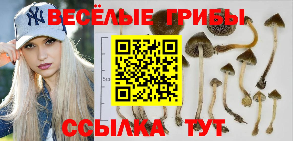цена   Вход с VPN  Ульяновск  Псилоцибиновые грибы MAGIC MUSHROOMS  Псилоцибиновые грибы Cubensis 